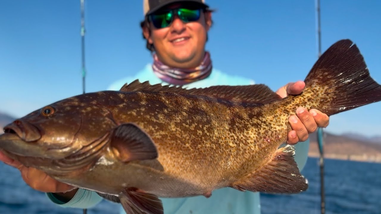 Pesca de cabrilla en los barriles!!#bigfish #fishing #fish