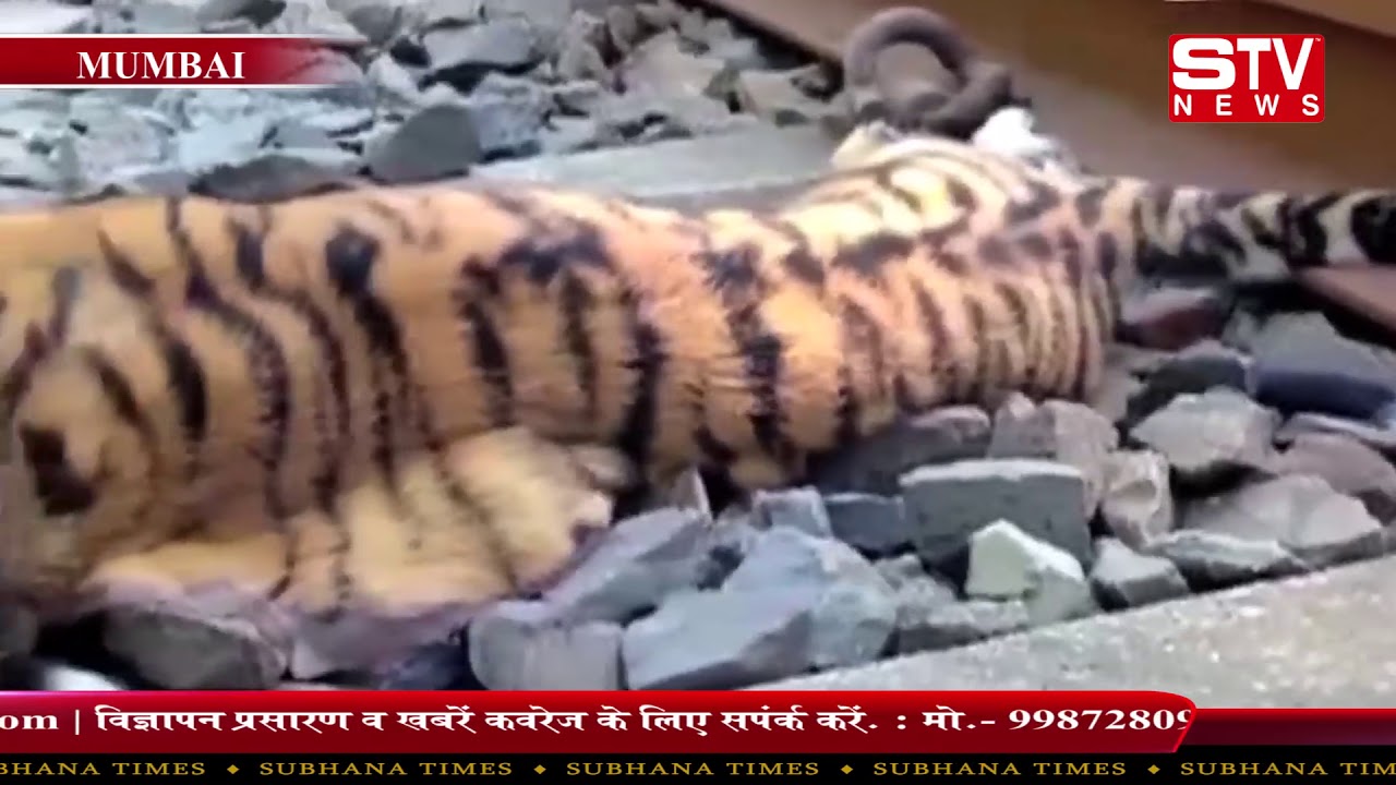 3 Tiger Cubs Die After Being Hit By Train In Maharashtra