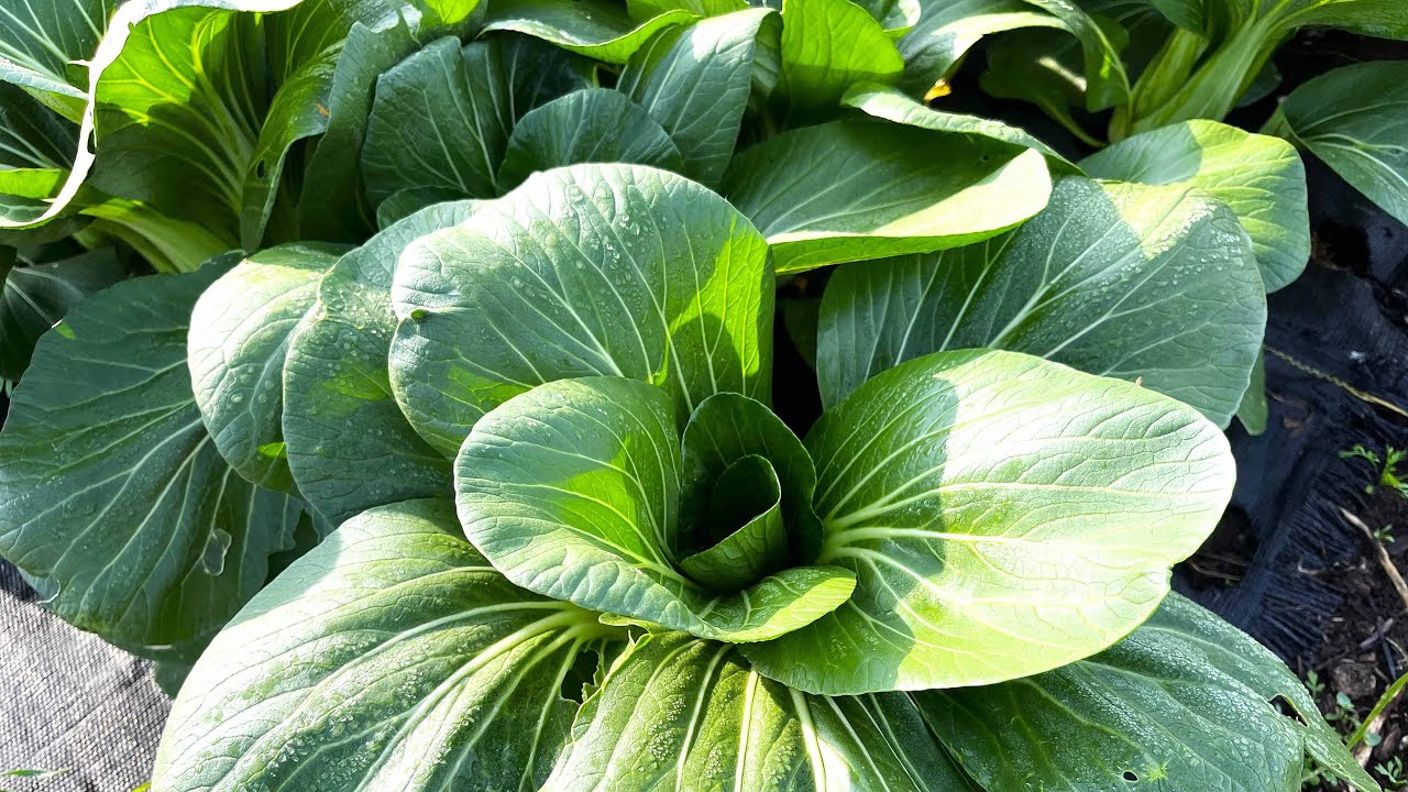 Planting Seeds for the Future of Farming