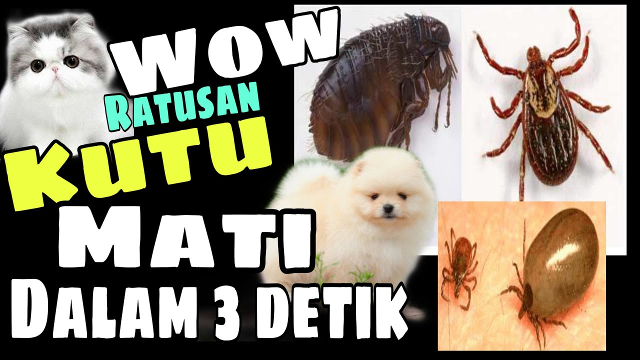 Cara membasmi kutu pada hewan peliharaan - kutu anjing - kutu kucing