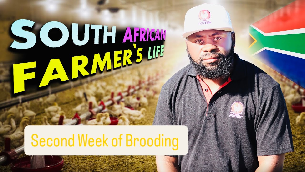 Day 08-14: Budget-Friendly Brooding for Broiler Chicks | Winter Care Tips & Tricks
