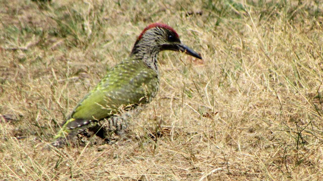 Green Woodpecker