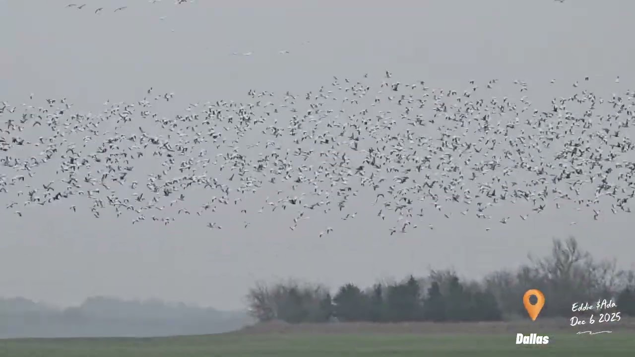 Snow birds 2025 in Texas 