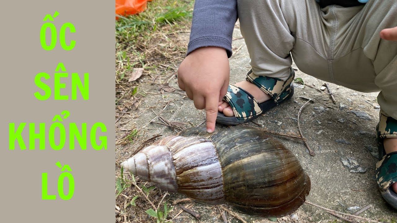 Con Ốc sên khổng lồ / giant snail