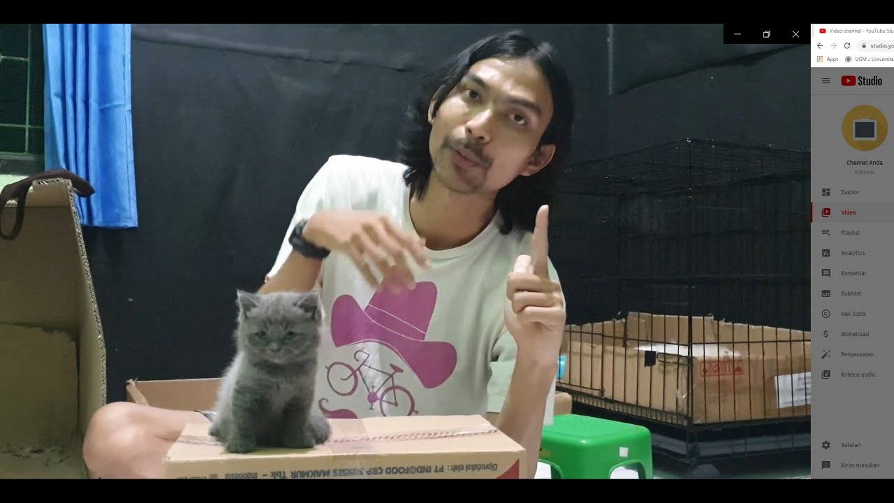 ciri ciri anak kucing kitten british shorthair