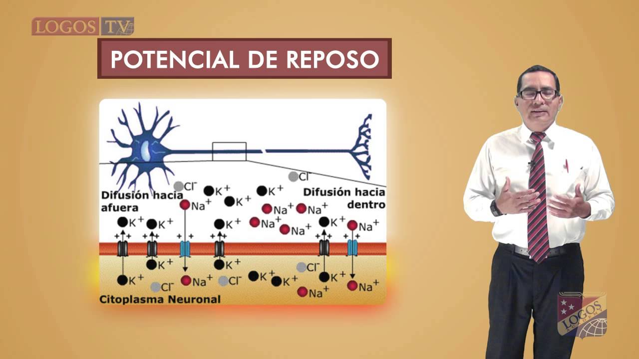 Potencial de acción y de reposo de las neuronas
