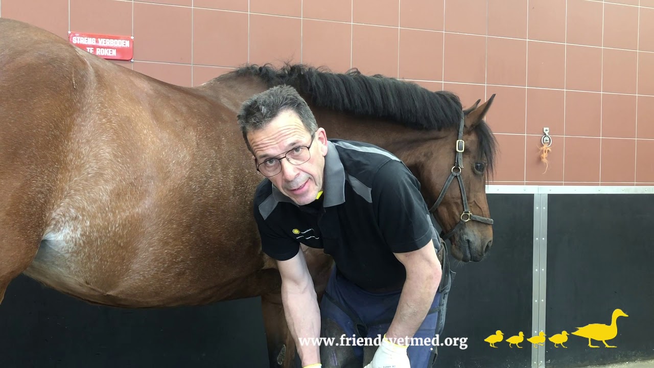 More equine welfare through 3D printed horseshoes