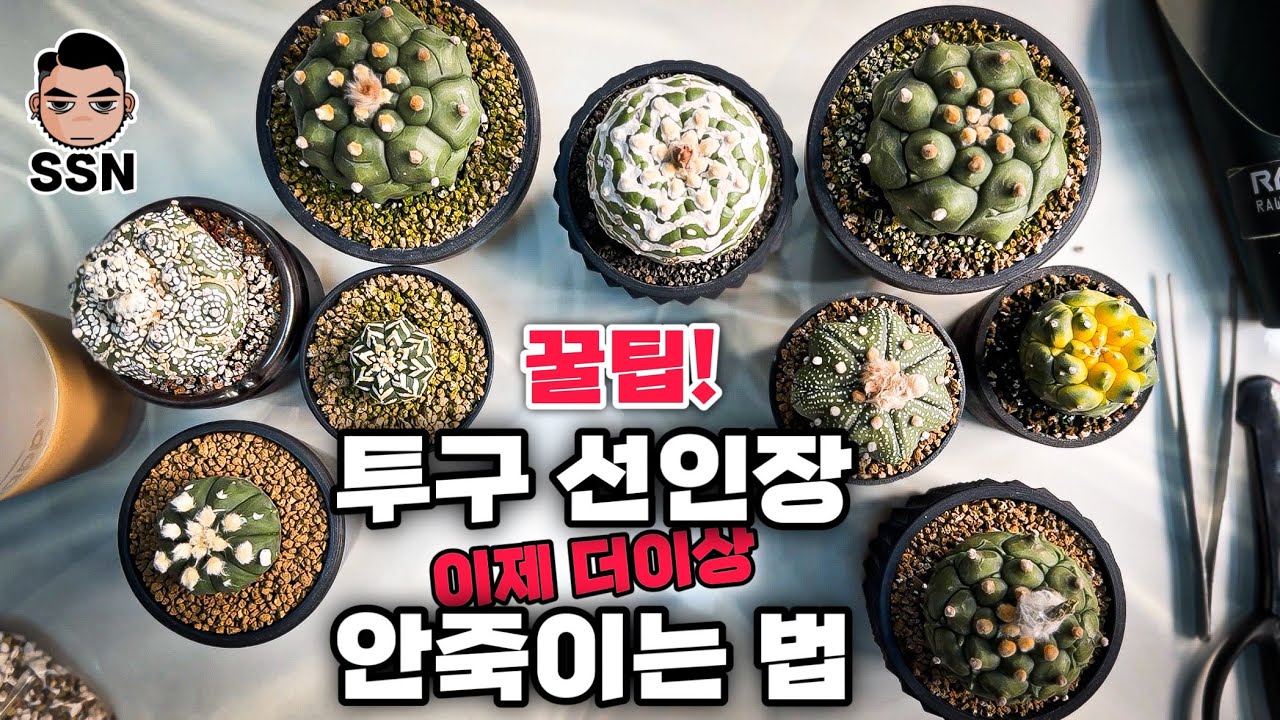 투구 선인장 물주는 법 초간단 단순! 주절주절 2편 / Awesome Astrophytum asterias !