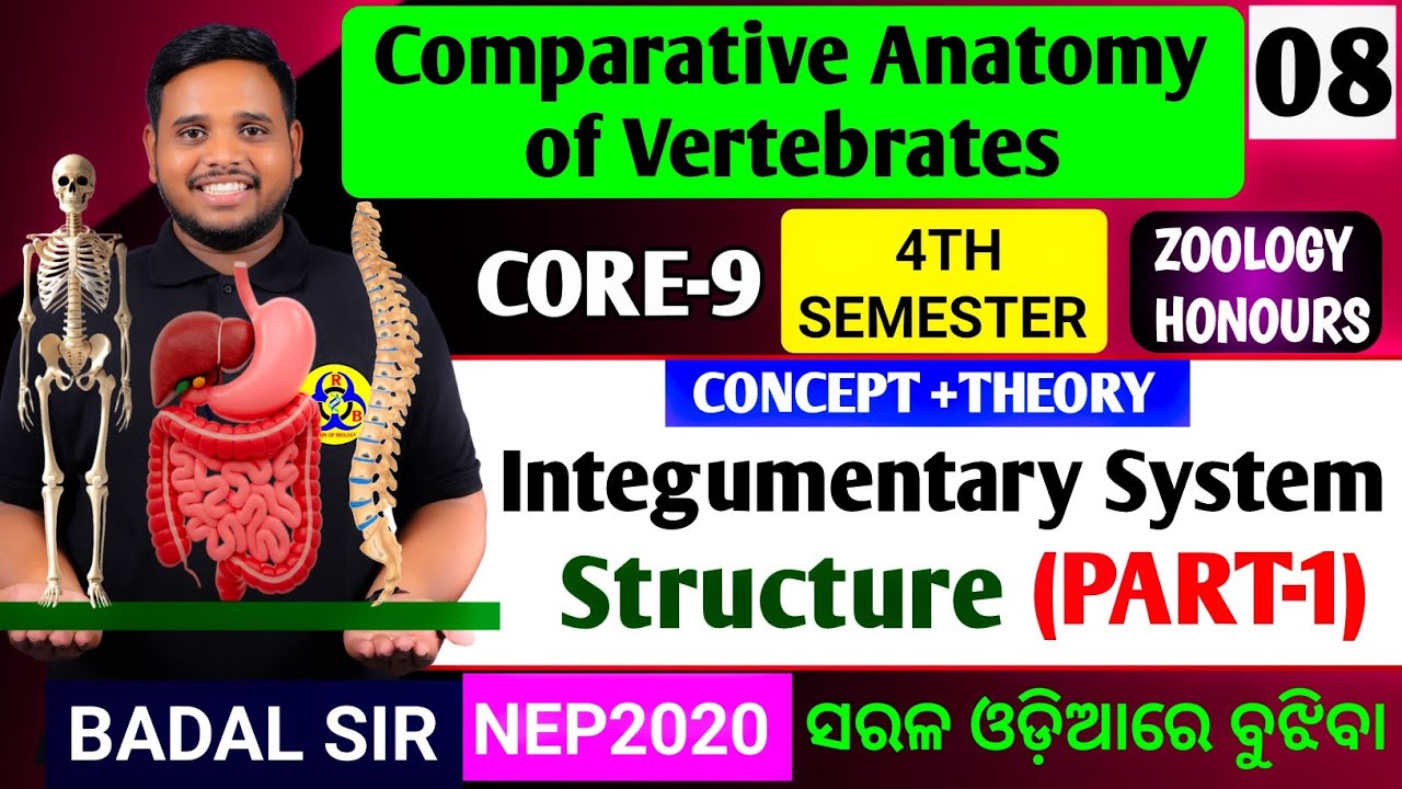 Structure of Integumentary system|Zoology honours 4th semester core9|CORE9 zoology honours 