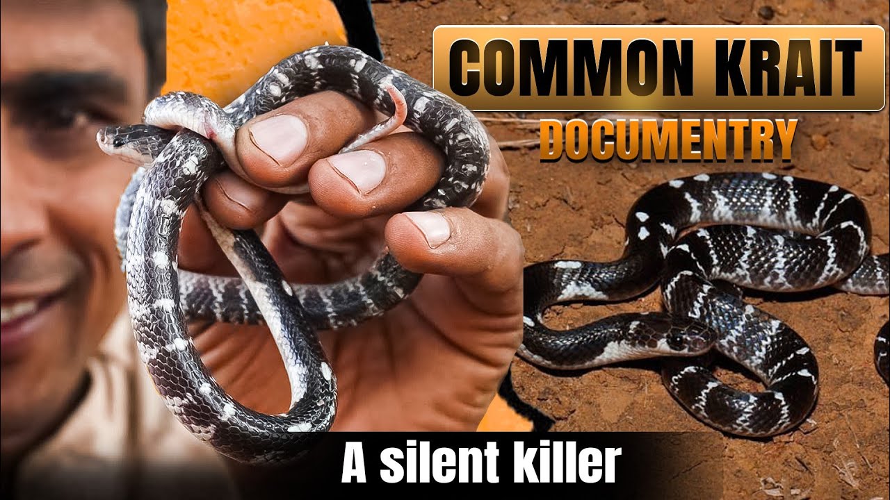 Common krait | silent killer |Deadliest Snake of South Asia | Full Documentary 
