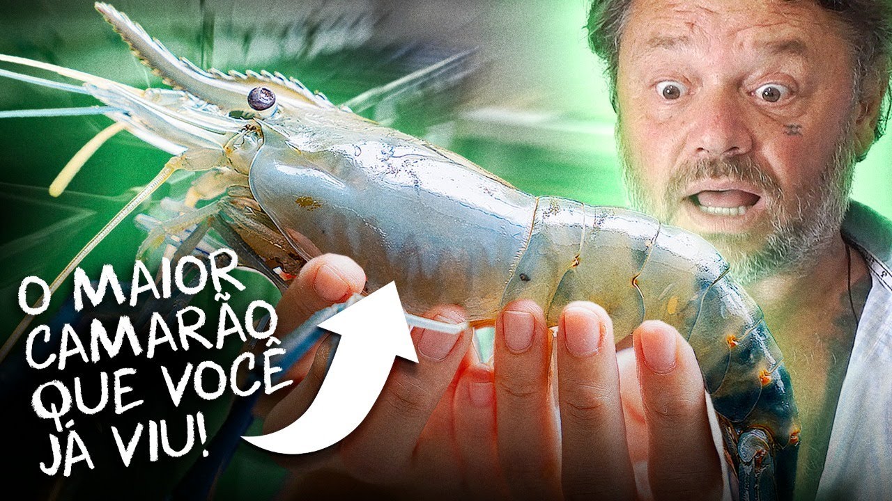 CAMAR&Atilde;O GIGANTE DA MAL&Aacute;SIA, O MAIOR CAMAR&Atilde;O DO MUNDO! | RICHARD RASMUSSEN