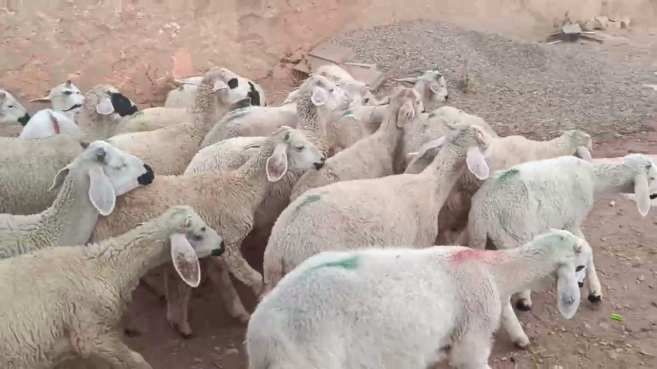 سلام لخوت كينة 23خروف صردي للبيع لتواصل 0602839915