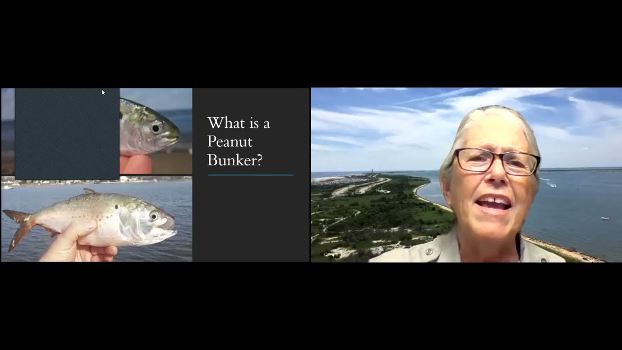 The Importance of Bunker (Menhaden) to Atlantic Fisheries