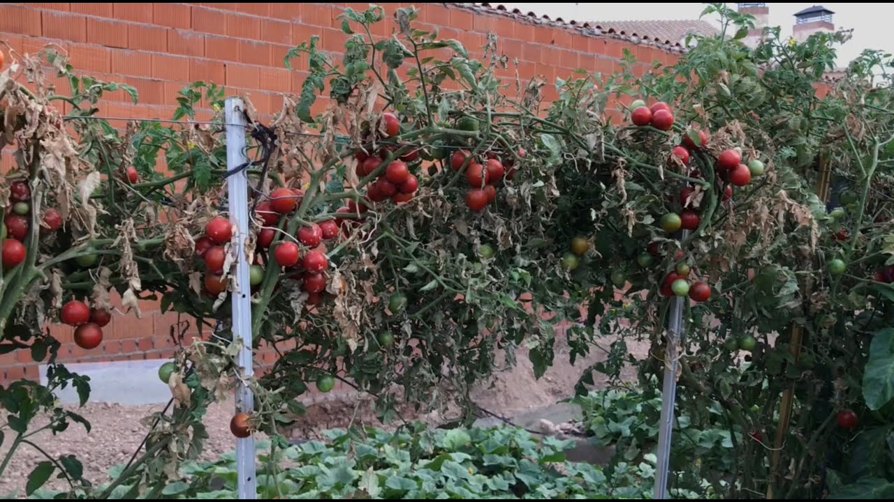 El Huerto del Abuelo - Enseñando el Huerto tras 1 mes