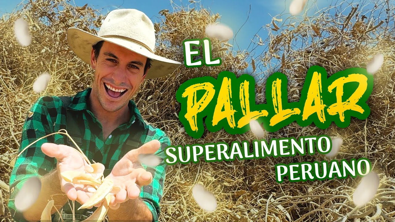 El PALLAR, superalimento peruano 💪🏼 | Una ruta llena de sabor y tradición