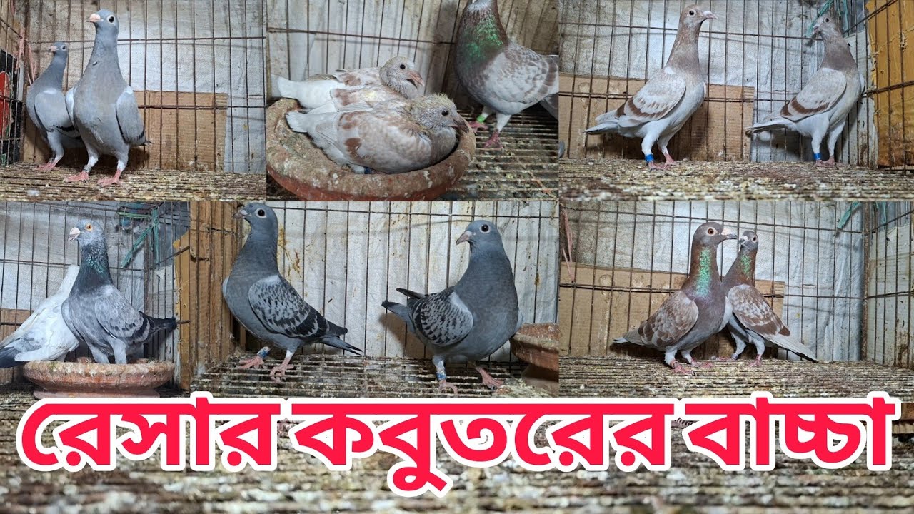 রেসার কবুতরের বাচ্চা বিক্রি হবে। অরজিনাল রেসার কবুতর। রেসার কবুতরের বাচ্চার দাম