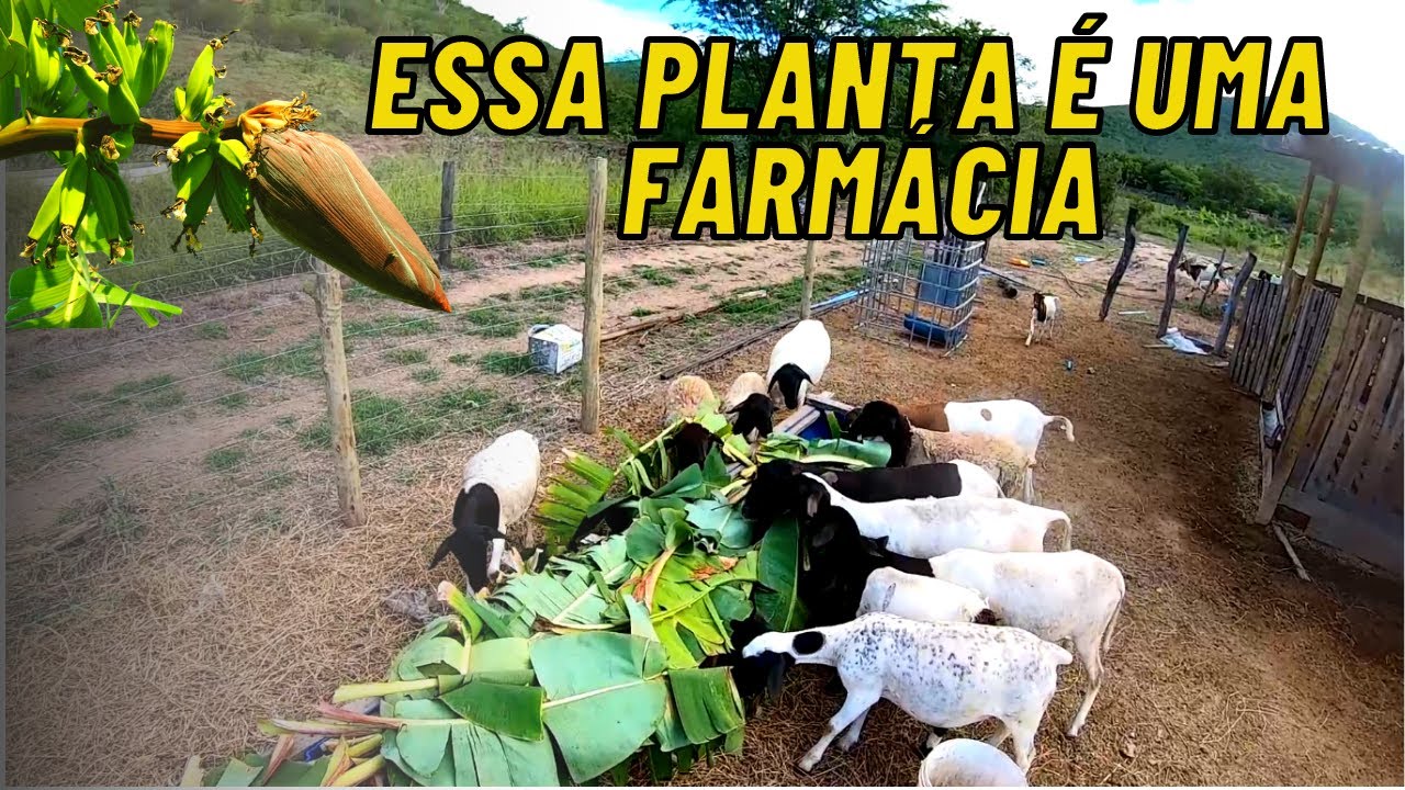 AUXÍLIO NO CONTROLE DE VERMINOSE EM CAPRINOS, OVINOS E AVES