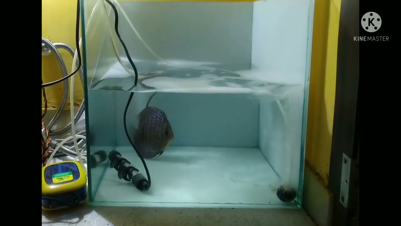 Discus swimming it's nose/head down