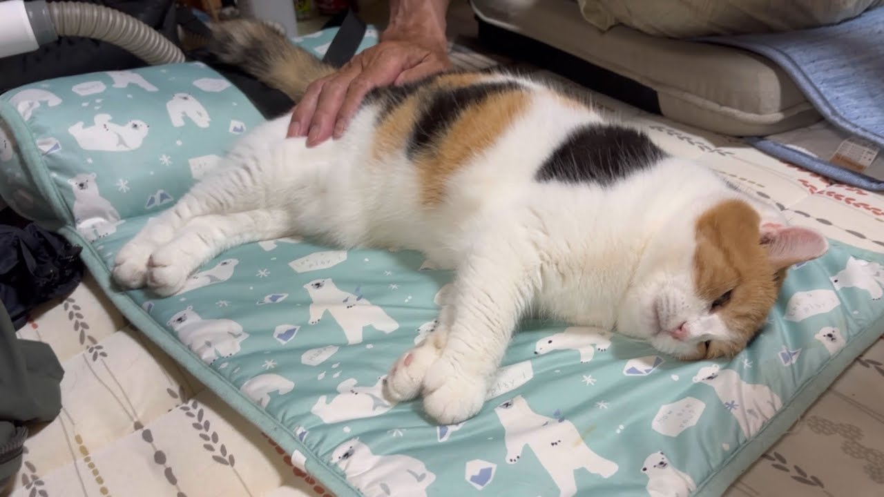 【三毛猫】ひたすら父のぽんぽんを堪能するミケ（2025年8月2日）