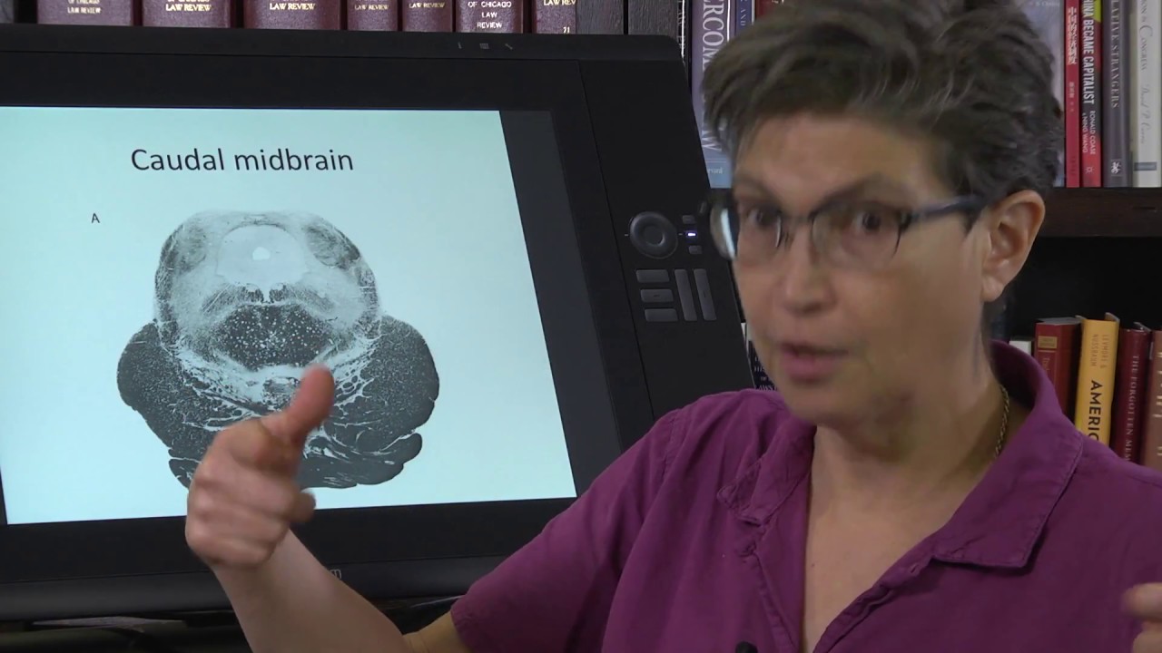 6.8 Cross Sections of the Midbrain