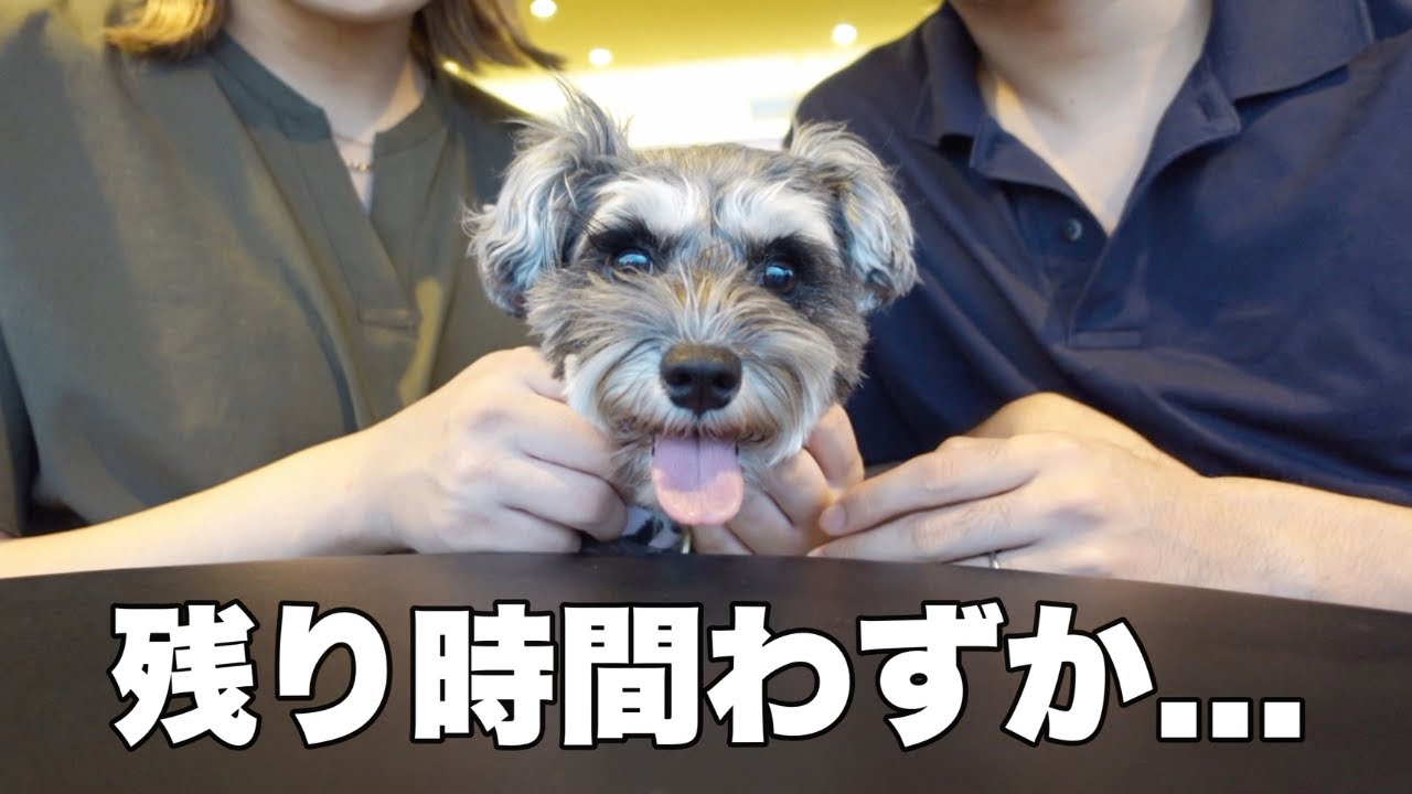 家族3人で過ごす残り少ない大切な時間【シュナウザー】