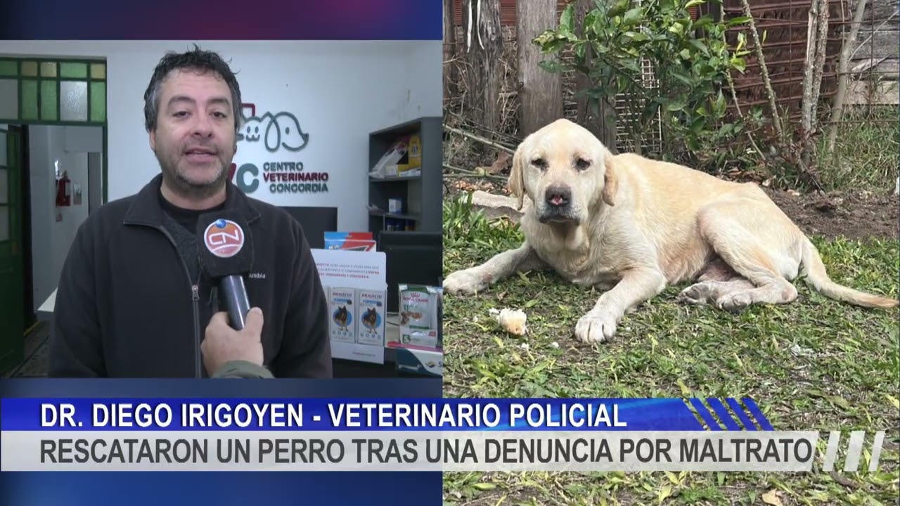 RESCATARON UN PERRO TRAS UNA DENUNCIA POR MALTRATO