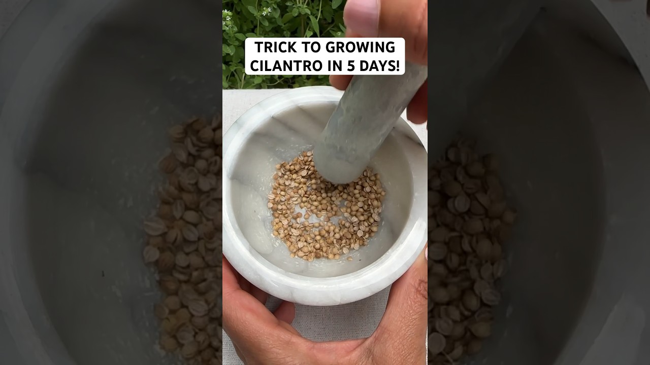 SECRET TO GROWING CILANTRO IN 5 DAYS! #cilantro #gardening #herbs #growyourownfood #vegetablegarden