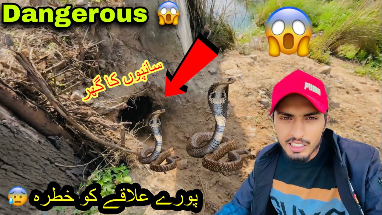 Sare ilaqay ko khatra ha😰Big snake🐍big hole ban gaya😱
