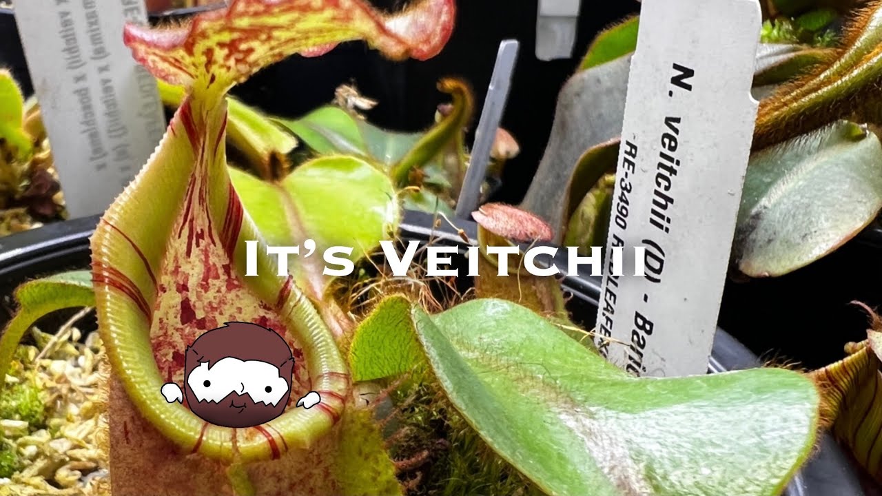 The Best Nepenthes Species