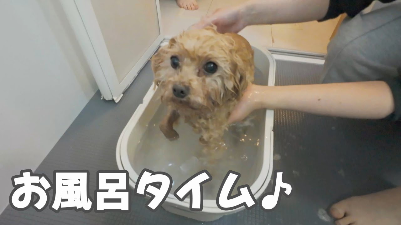 【シャンプー】愛犬をお風呂に入れました