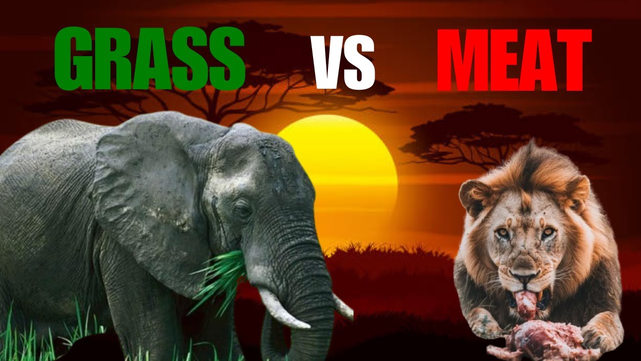 WHY GRASS BEATS MEAT EVERY TIME( Herbivores vs Carnivores) SIZE BATTLE