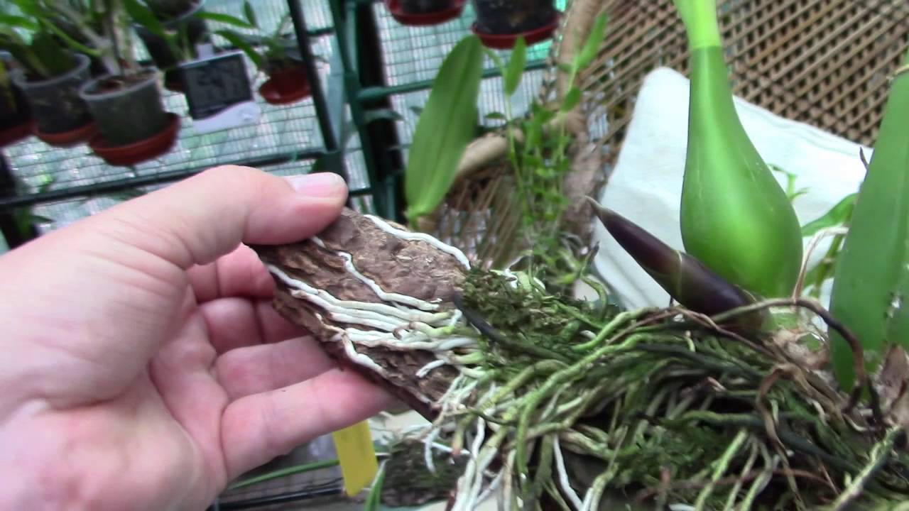 Root Porn - But Seriously!
