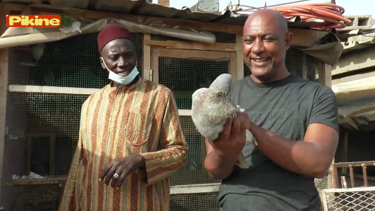 BERGERIE MAME BALLA DIAGNE PIKINE TALLY BOUMACK (LADOUMES PIGEONS DE RACE) foire CEB  21MAI/5JUIN