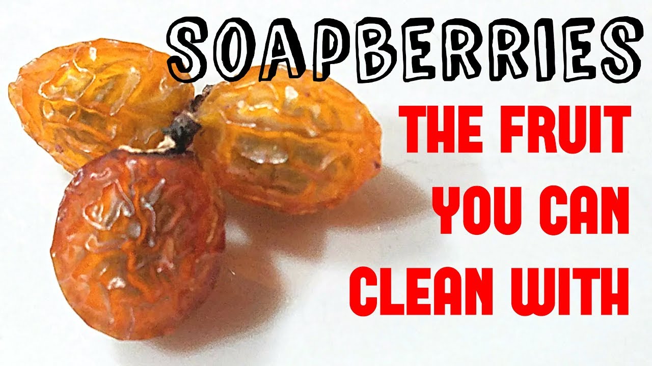 Soapberries :The fruit you can clean with - Weird Fruit Explorer Ep. 270