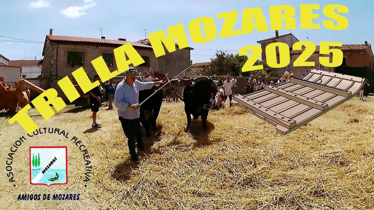 23 JORNADA DE TRILLA TRADICIONAL MOZARES 2025-TRILLADORA MECANICA-GABILLADORA-SIEGA A MANO-ACARREO