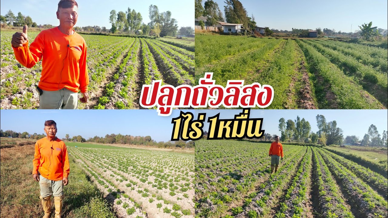 ทำสวนปลูกถั่วลิสง 1ไร่ 1หมื่นปลูกง่ายๆ ขายคล่อง ราคาดี แนวทางเกษตรดีๆ