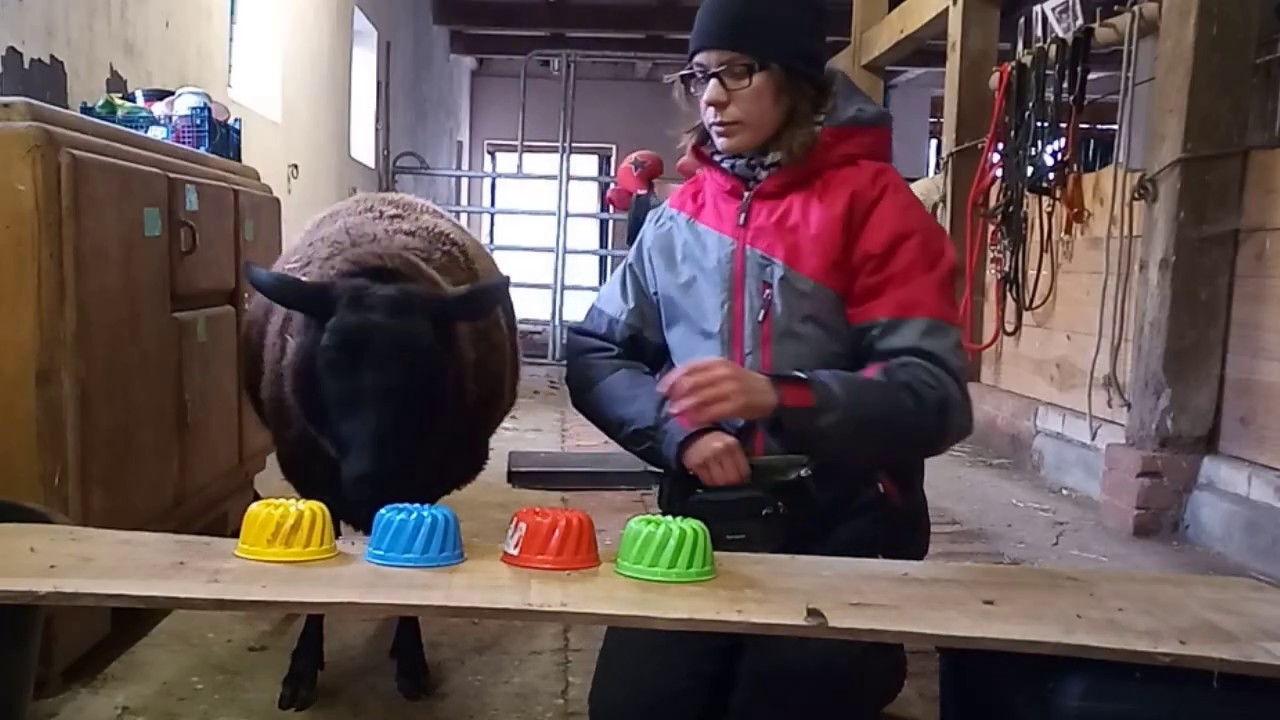 Farbunterscheidung mit Pony, Hund, Schaf und Huhn
