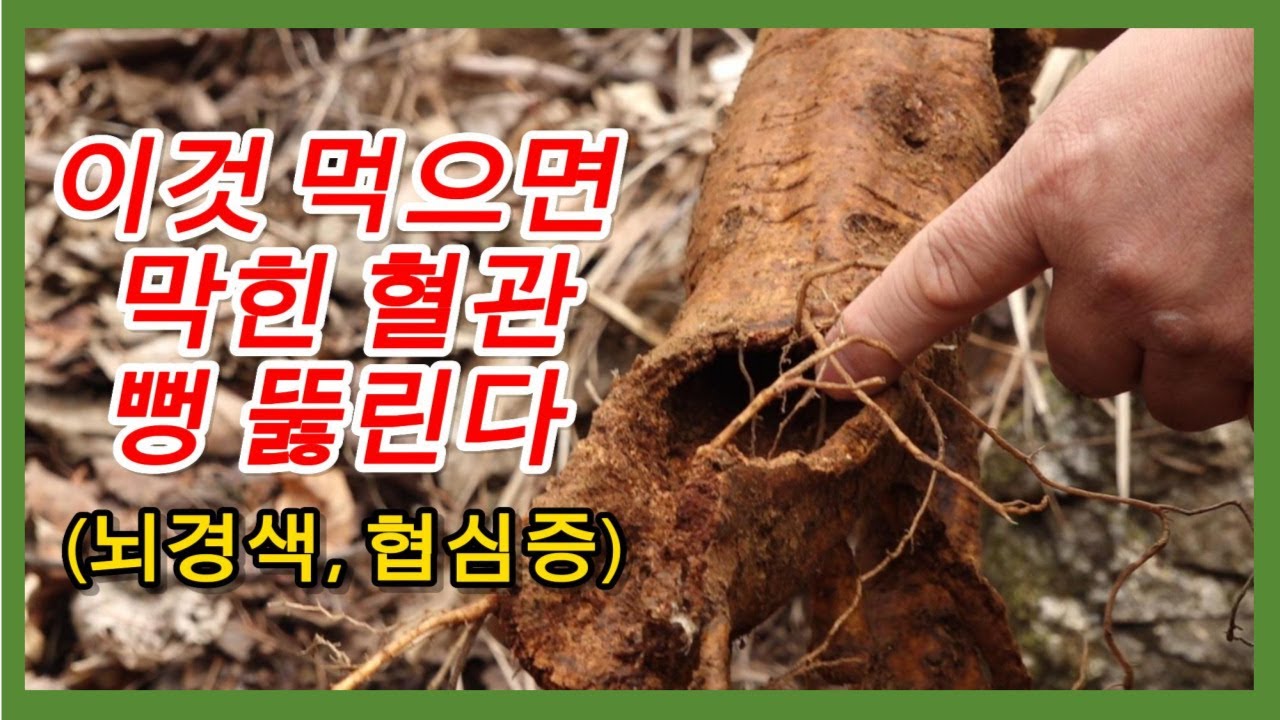이것 먹으면 막힌 혈관 뻥 뚫린다! 혈관 넓히는 방법 공개합니다[약초방송]