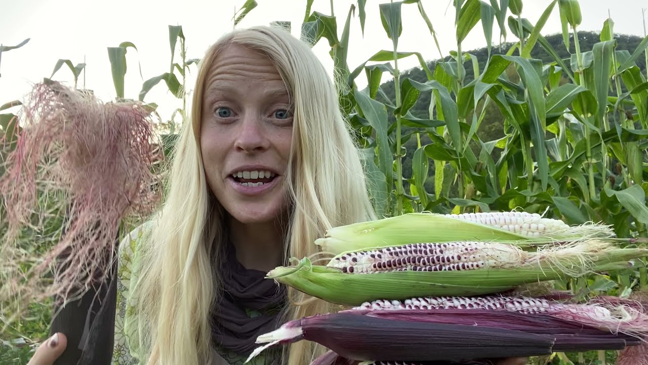 A Tasting of Double Red Sweet Corn!