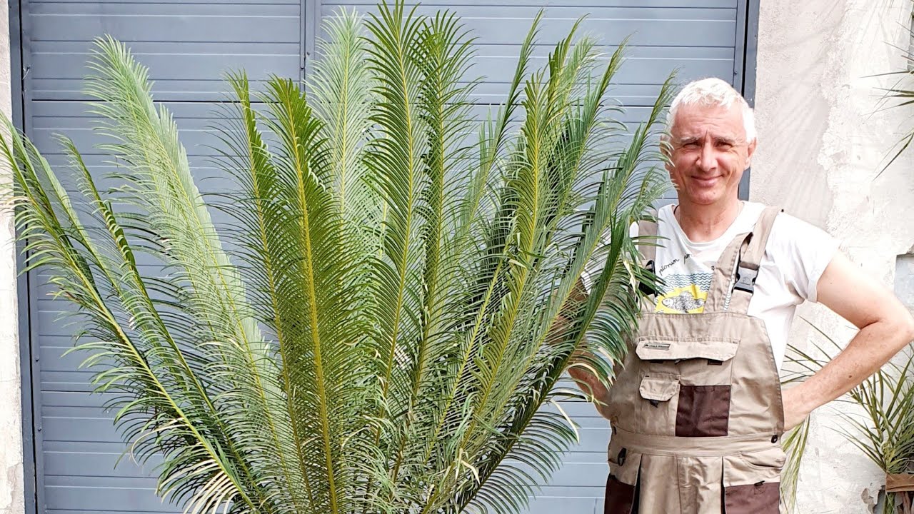 BestpalmTV. Cycas panzihuaensis, najodporniejszy cycas świata. Mega oferta. Dzwoń 784446811