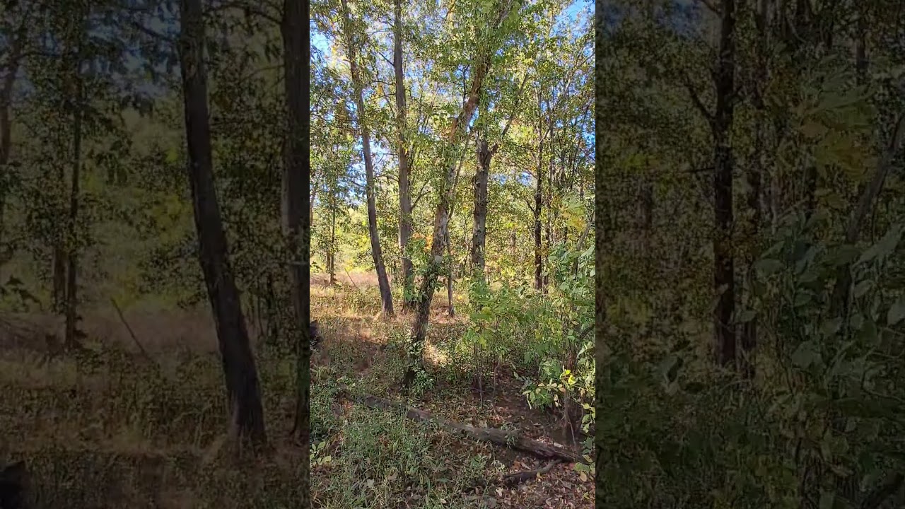 Morning Walk #asmr #nature #walkinthemorning #calming