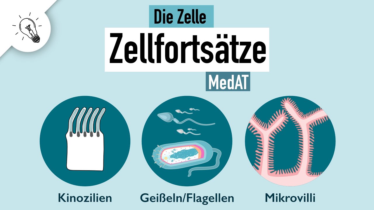 Kinozilien, Geißeln, Mikrovilli - Zellfortsätze | Aufbau & Funktion | MedAT | Biologie