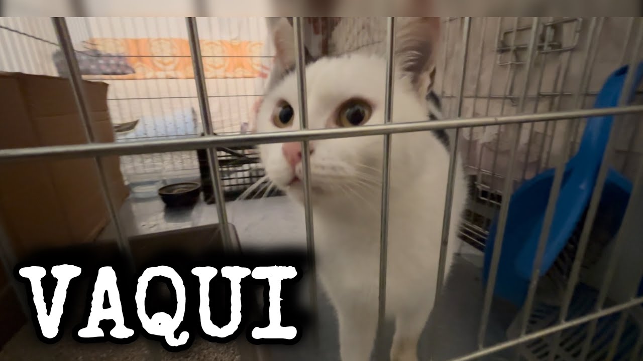 Adoptar un pequeño gesto que salva vidas 