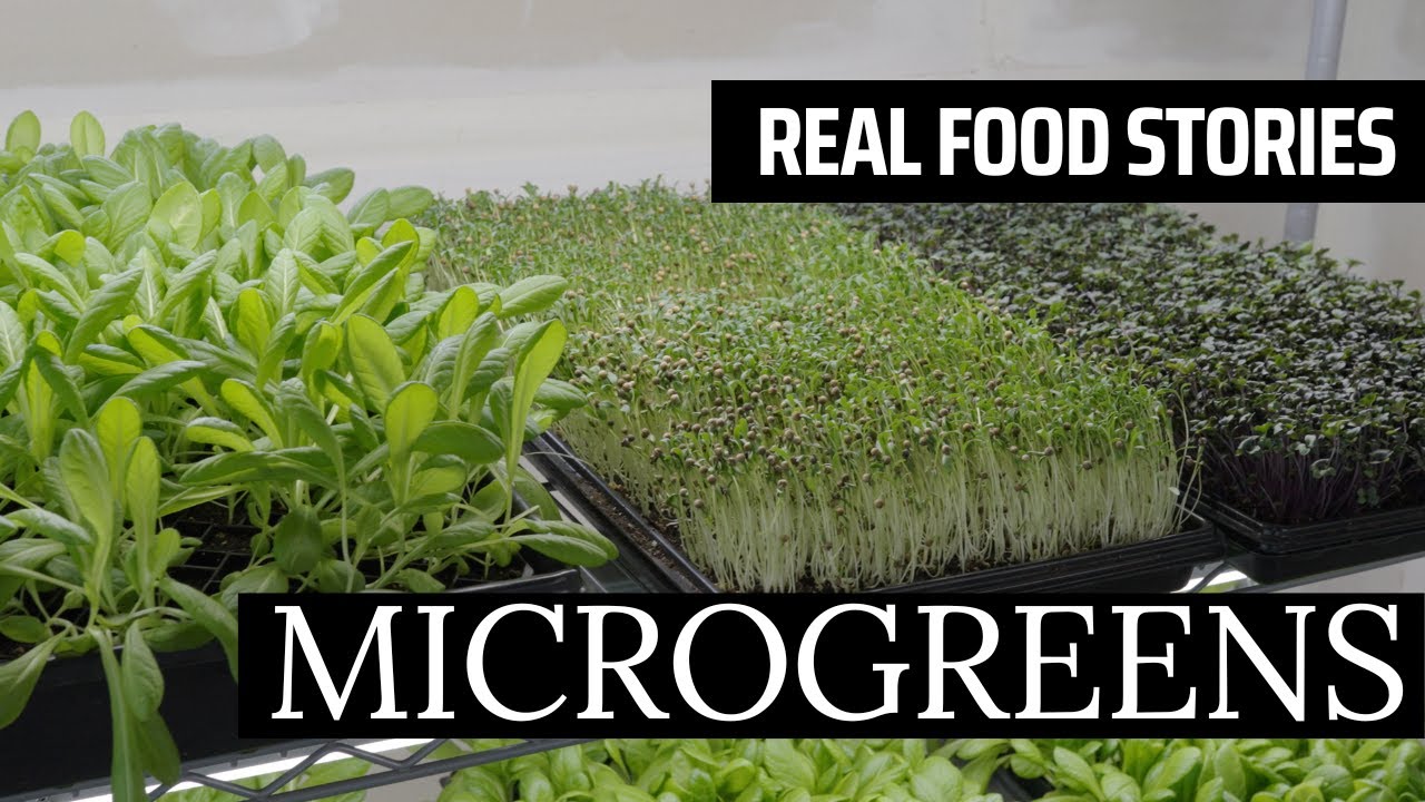 Nutrient-Dense Microgreens - Nice Family Farm (Full Documentary) Real Food Stories