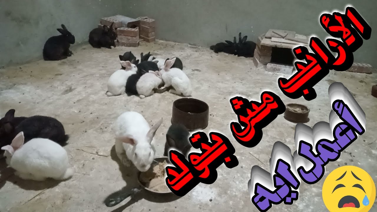 أسباب رفض أنثى الأرنب التلقيح# وكسل ذكور الأرانب عن التلقيح