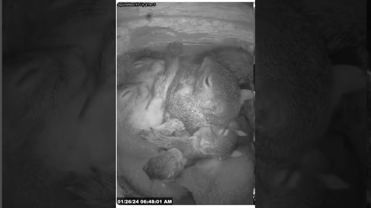 Squirrel Lily Wakes Up Her Family of Five Teen Squirrels for the Day