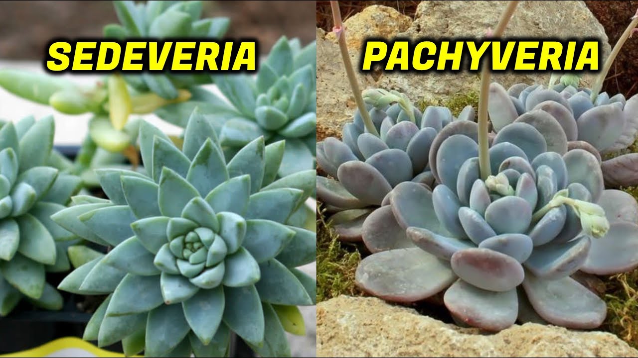 25 ESPÉCIES DE SEDEVERIA + 35 ESPÉCIES DE PACHYVERIA DE TIRAR O FÔLEGO!