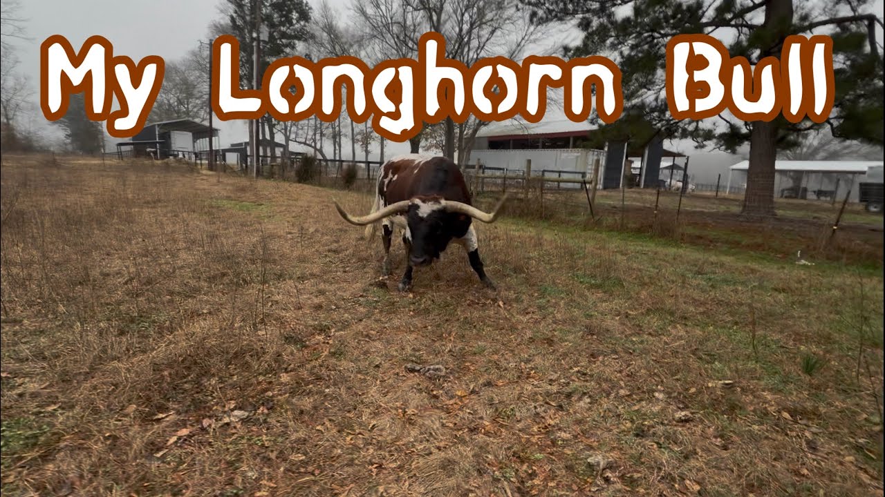Longhorn Bull Tex- Trying To Get My Bull Back 