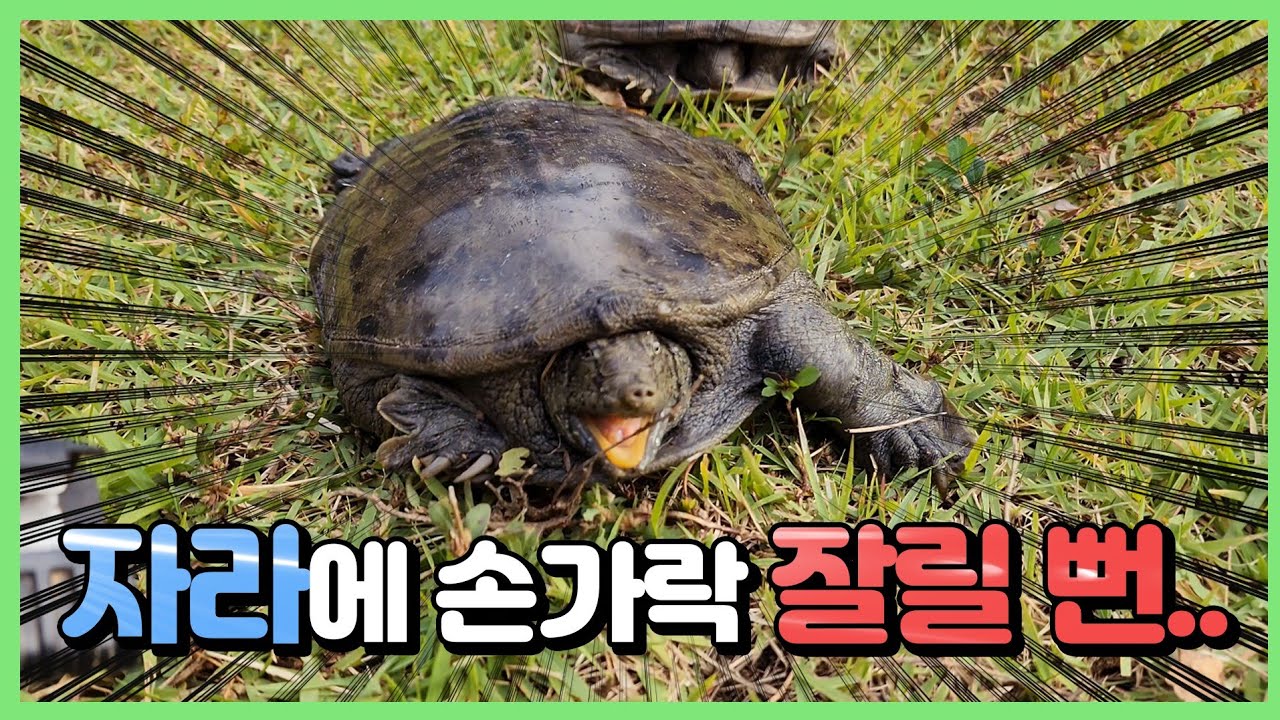 멸종위기 토종 자라의 자연 번식을 할겁니다