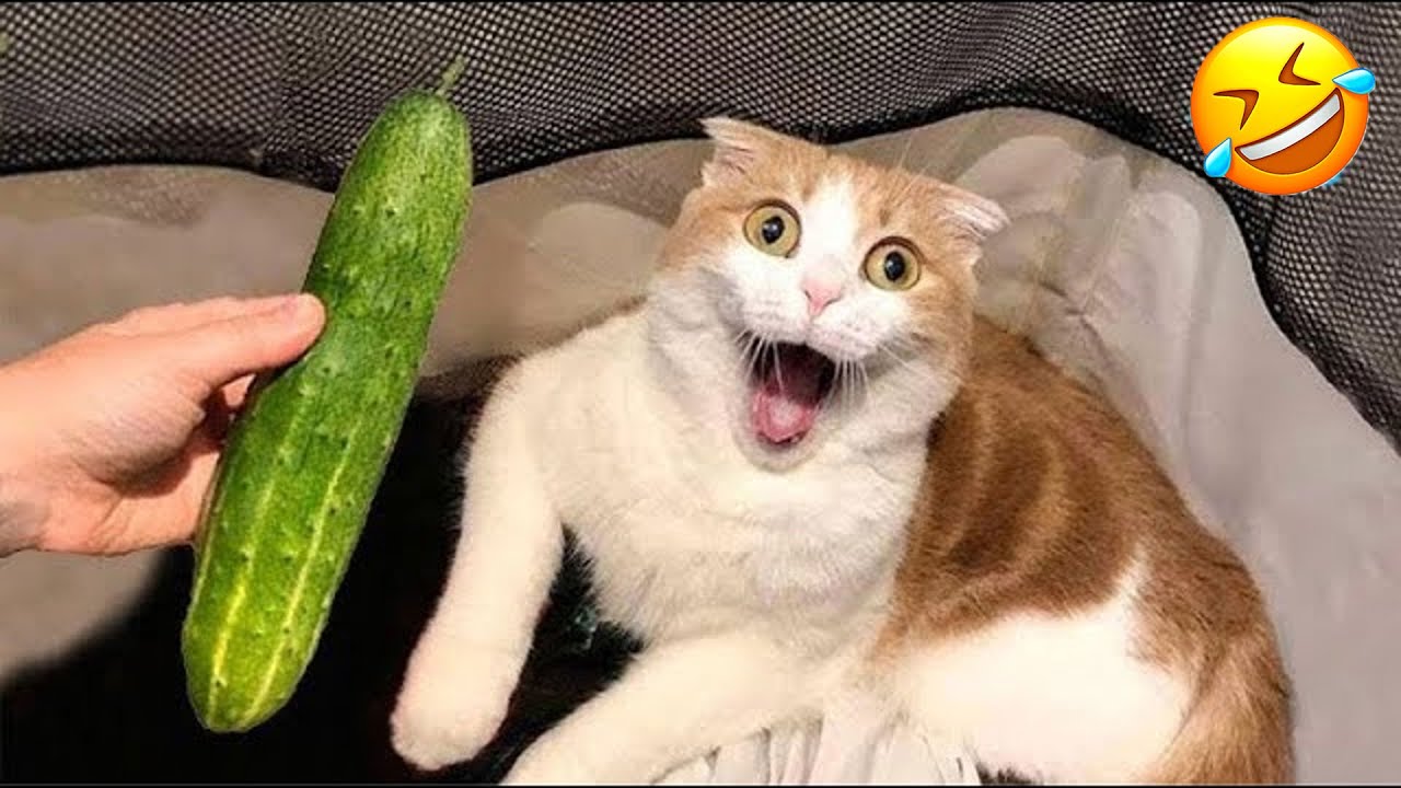 Funny Animals 😆 Hilarious Cats and Dogs Moments 😹🐾
